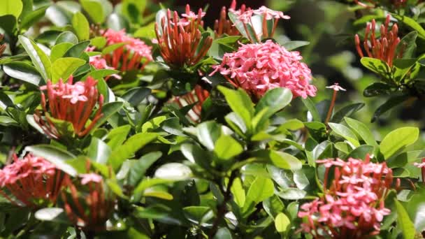 Крупним Планом Рожева Квітка Ixora — стокове відео