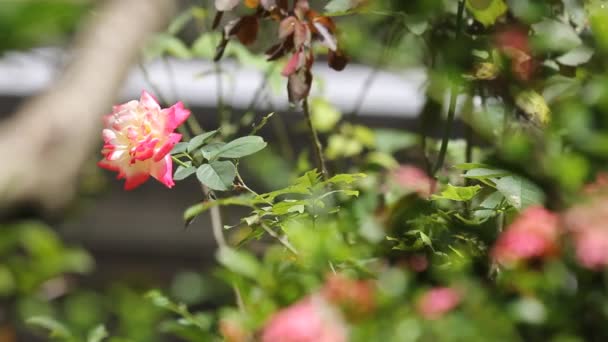 Fechar Amarelo Mistura Rosa Rosa Flor Fundo Escuro — Vídeo de Stock