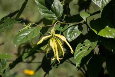 sarı desmos chinensis çiçek yeşil yaprak