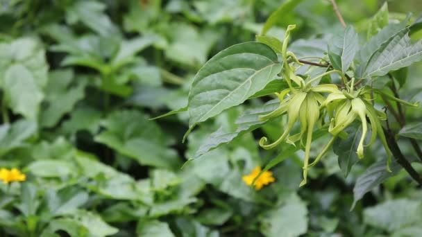 Sarı Desmos Chinensis Çiçek Yeşil Yaprak — Stok video