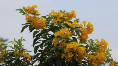 Sarı çiçek, yaşlı, sarı sarı çan veya Trumpetflower, bilimsel adı istecoma stans