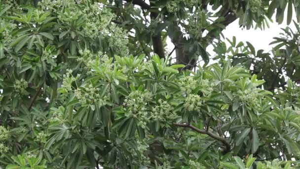 Πράσινο Λουλούδι Του Μαυροπίνακα Δέντρο Δέντρο Του Διαβόλου — Αρχείο Βίντεο