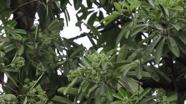 Groene Bloem Van Blackboard Boom Devil Tree — Stockvideo