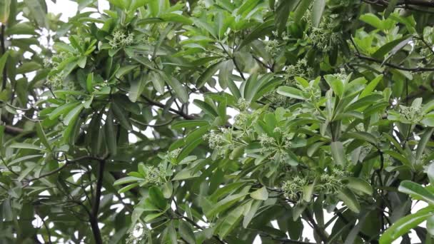 Flor Verde Del Árbol Pizarra Árbol Del Diablo — Vídeos de Stock