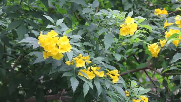 Sarı Çiçek Yaşlı Sarı Sarı Çan Veya Trumpetflower Bilimsel Adı — Stok video