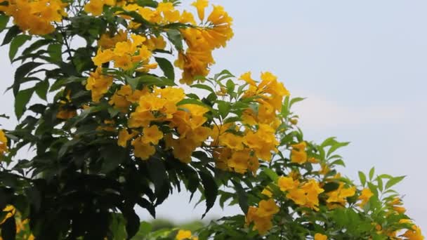 Yellow Flower Yellow Elder Yellow Bells Trumpetflower Scientific Name Istecoma — Stock Video