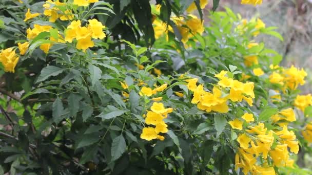 Żółty Kwiat Żółty Dzwony Starszy Żółte Lub Trumpetflower Naukowe Nazwisko — Wideo stockowe