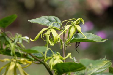 sarı desmos chinensis çiçek yeşil yaprak