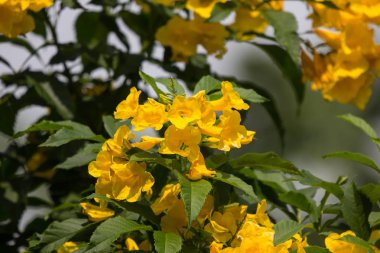 Sarı çiçeğe, sarı yaşlıya, sarı çanlara ya da trompet çiçeğine yakın dur. Bilimsel adı Tecoma Stans.