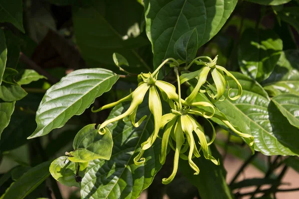 Fleur Desmos Chinensis Jaune Avec Feuille Verte — Photo