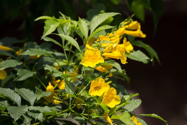 Zbliżenie Żółty Kwiat Żółty Starszy Żółte Dzwony Lub Trąbka Nazwa — Zdjęcie stockowe