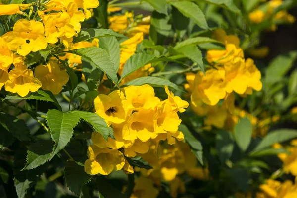 Жёлтый Цветок Желтая Бузина Желтые Колокольчики Трубчатый Цветок Научное Название — стоковое фото