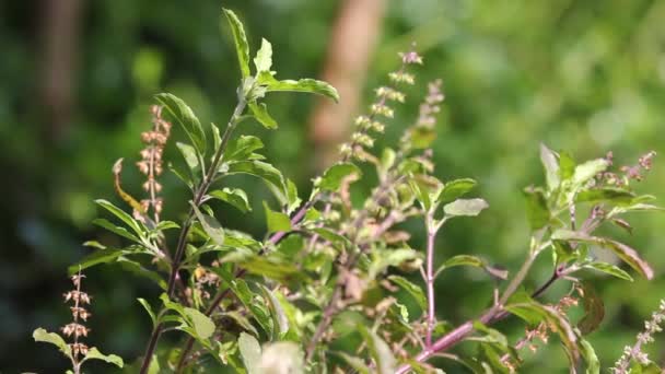 绿叶和花的神圣罗勒泰国草药 — 图库视频影像