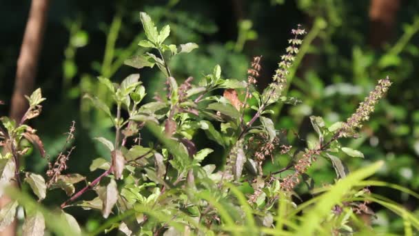 Groene Blad Bloem Van Heilige Basilicum Thailand Kruid — Stockvideo