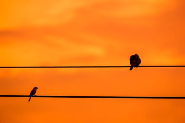 Elektrik hattı üzerinde küçük kuş yakın çekim