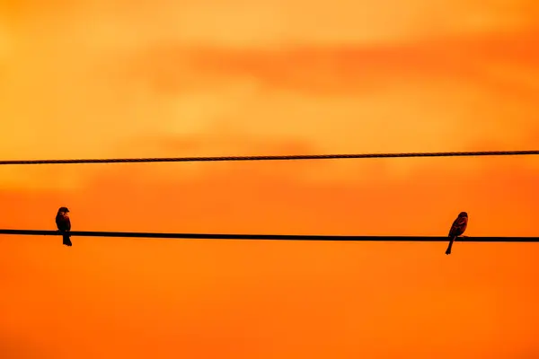 Primer Plano Pájaro Pequeño Línea Eléctrica — Foto de Stock