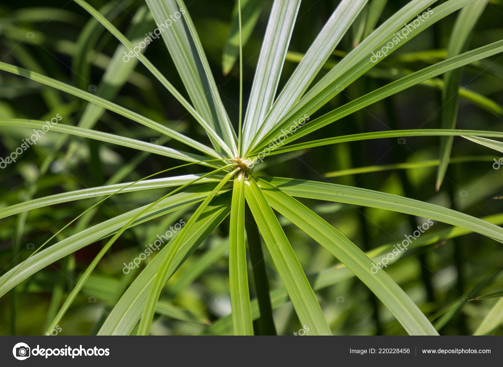 Close Green Small Leaf Papyrus Tree Stock Photo Image By C Nitinut380 Close Green Small Leaf Papyrus Tree Stock Photo Image By C Nitinut380
