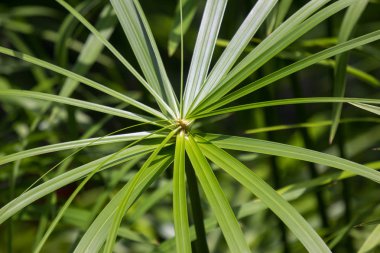 Papirüs ağacının Yeşil Küçük Yaprağını kapat.