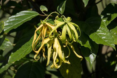 sarı desmos chinensis çiçek yeşil yaprak