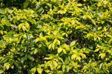 Duranta 'nın yeşil yaprağını kapat ve pişman ol.