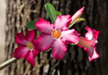 İn yakın yumuşak pembe çöl çiçek gül
