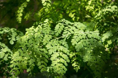 At turp ağacının yaprağını kapat