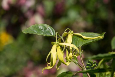 sarı desmos chinensis çiçek yeşil yaprak