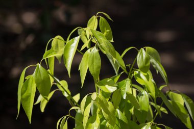 Genç yeşil yaprak Cinnamomum camphora ağaç