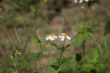Küçük çim beyaz çiçek yakın çekim