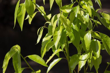 Genç yeşil yaprak Cinnamomum camphora ağaç