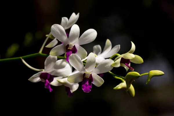 Nahaufnahme Der Gelben Mischung Dunkelrosa Orchideen Blume — Stockfoto