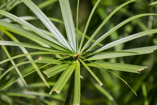 Close Groen Klein Blad Van Papyrus Boom — Stockfoto