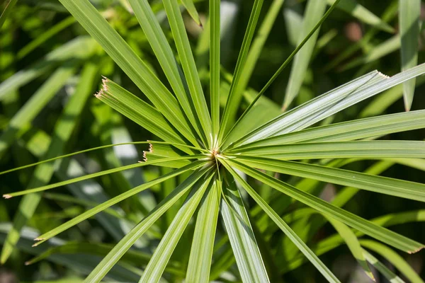 Großaufnahme Grünes Kleines Blatt Papyrusbaum — Stockfoto