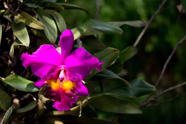 Detailní Záběr Tmavě Růžový Květ Orchideje — Stock fotografie