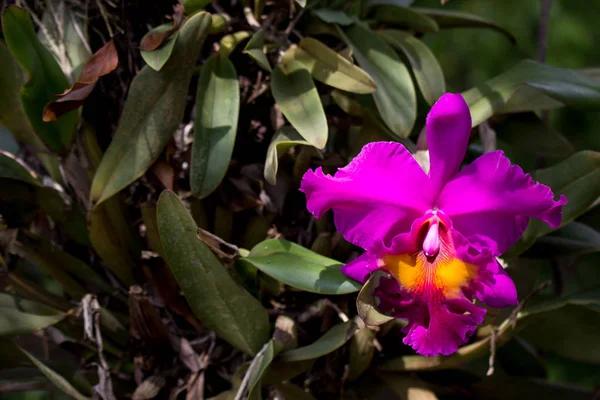 Detailní Záběr Tmavě Růžový Květ Orchideje — Stock fotografie