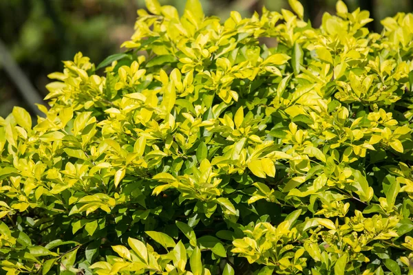 Cerrar Hoja Verde Del Árbol Duranta Repens — Foto de Stock