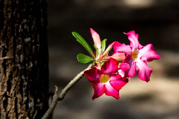 Nahaufnahme Von Zartrosa Wüstenrosenblüten — Stockfoto