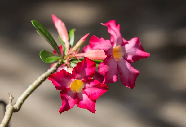 Nahaufnahme Von Zartrosa Wüstenrosenblüten — Stockfoto