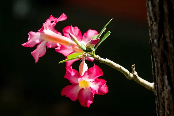 Primer Plano Flores Rosa Del Desierto Rosa Suave —  Fotos de Stock