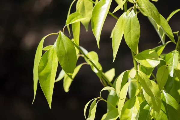 Νέοι Πράσινο Φύλλο Της Cinnamomum Camphora Δέντρο — Φωτογραφία Αρχείου