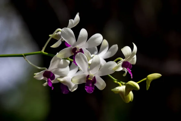 Närbild Gul Blandning Mörk Rosa Orkidéer Blomma — Stockfoto