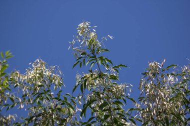 Yaprak yeşil ve beyaz çiçek Fraxinus griffithii ağaç
