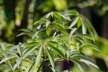 Kara Tahta ya da Şeytan Ağacı 'nın Yeşil Yong yaprağı