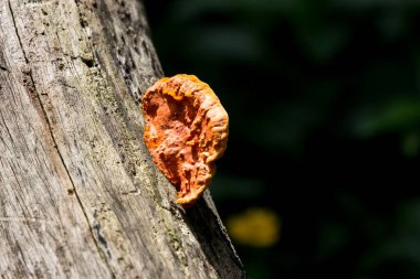 ölü ağaç büyüyen beyaz mantar