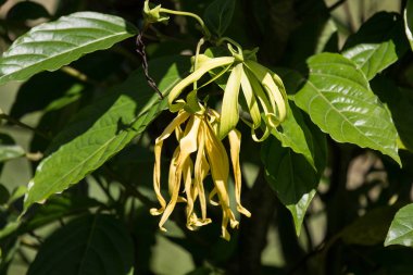 sarı desmos chinensis çiçek yeşil yaprak