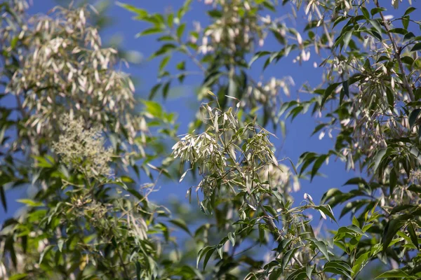 Πράσινο Φύλλο Και Λευκό Λουλούδι Του Fraxinus Griffithii Δέντρο — Φωτογραφία Αρχείου