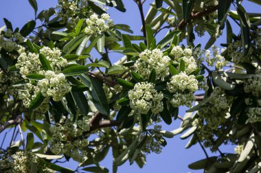 Blackboard ağaç veya şeytan ağacı yeşil çiçek