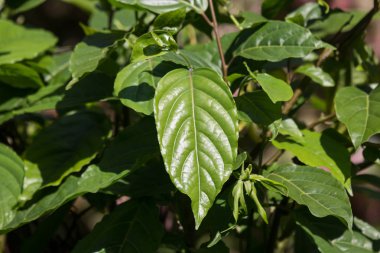 Yaprak yeşil sarı desmos chinensis çiçek