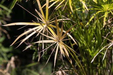 Ölmek Brown yaprak papirüs ağaca kapatın.