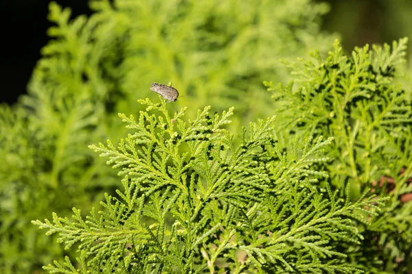 Close Folha Verde Pinheiro Borboleta — Fotografia de Stock